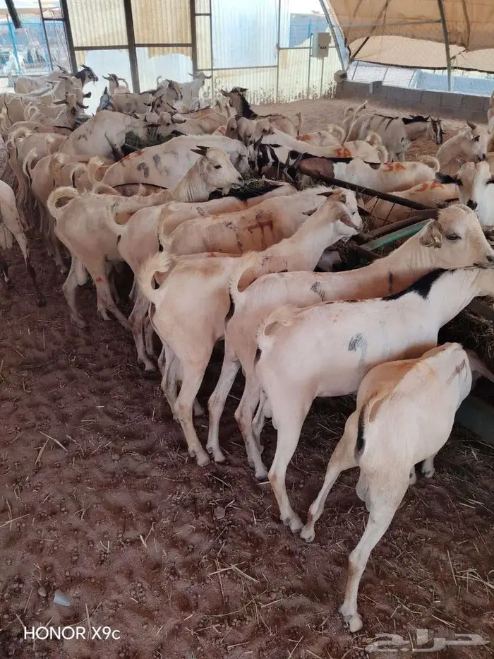 ذبايح زييين بربري وتيوس مربي جمله وتفريد 4