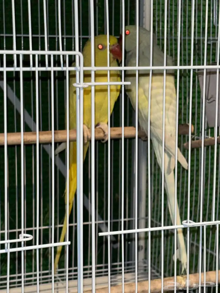 جوز دره هولندي 1