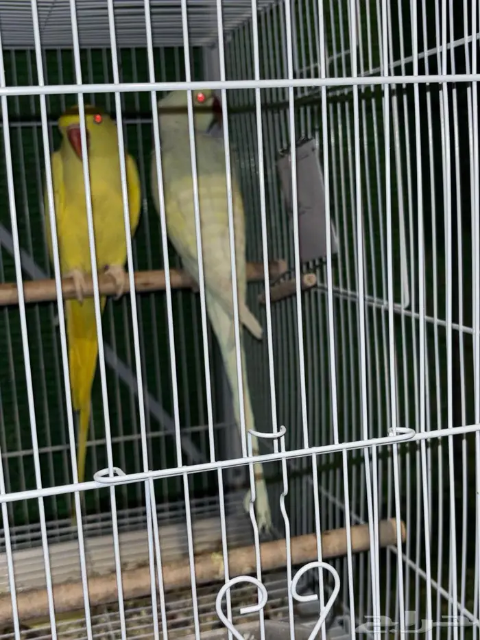 جوز دره هولندي 3