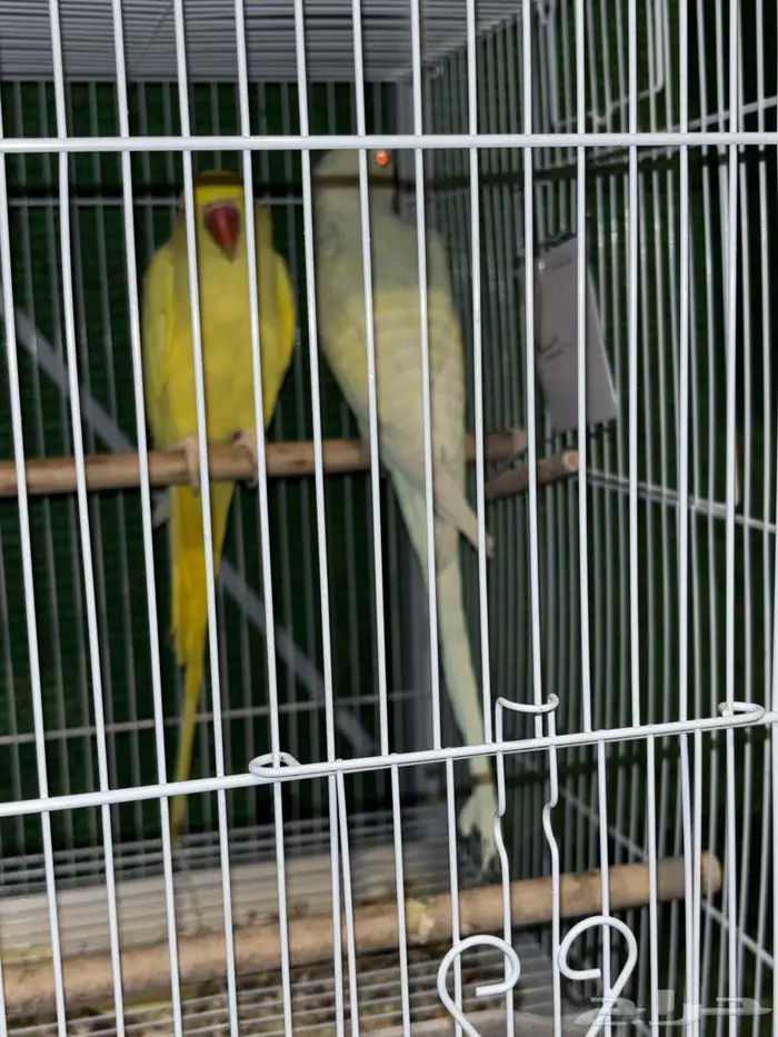 جوز دره هولندي 0