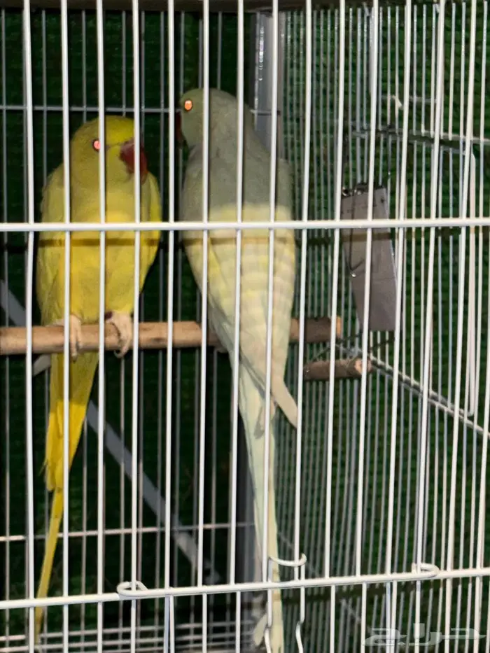 جوز دره هولندي 4