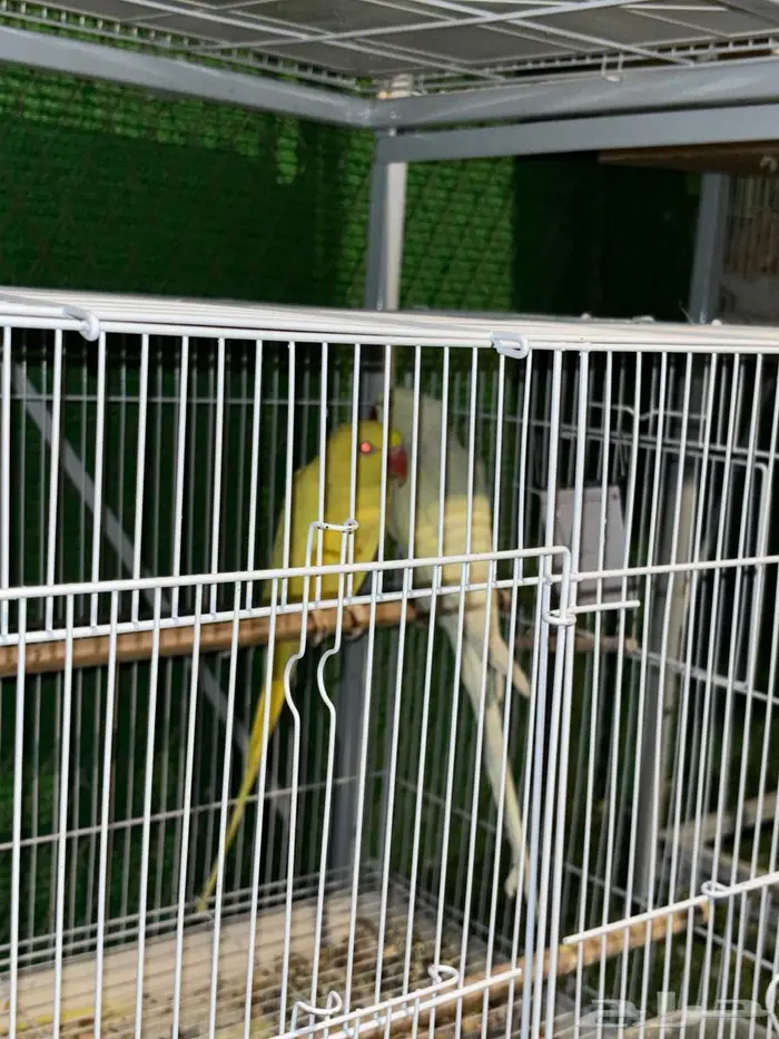 جوز دره هولندي 2