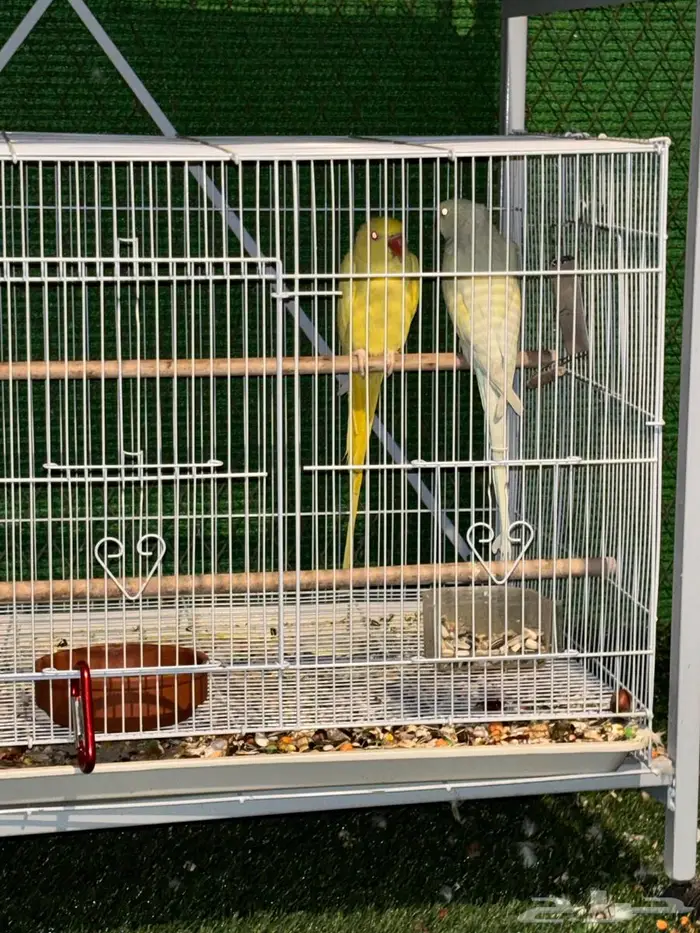 جوز دره هولندي 5