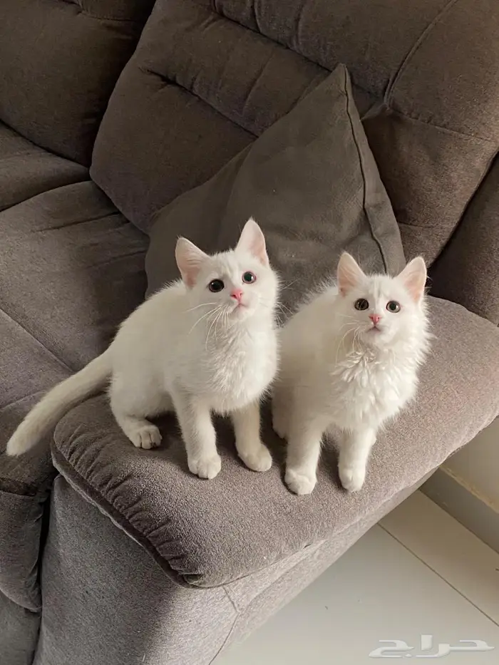 قطط صغيرة 100 ريال 0