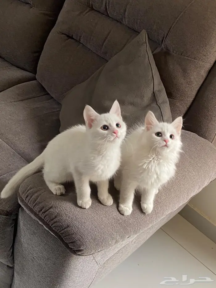 قطط صغيرة 100 ريال 3