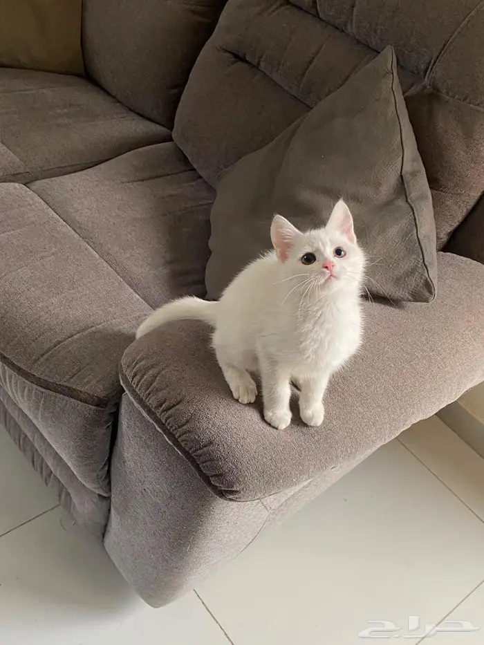 قطط صغيرة 100 ريال 2