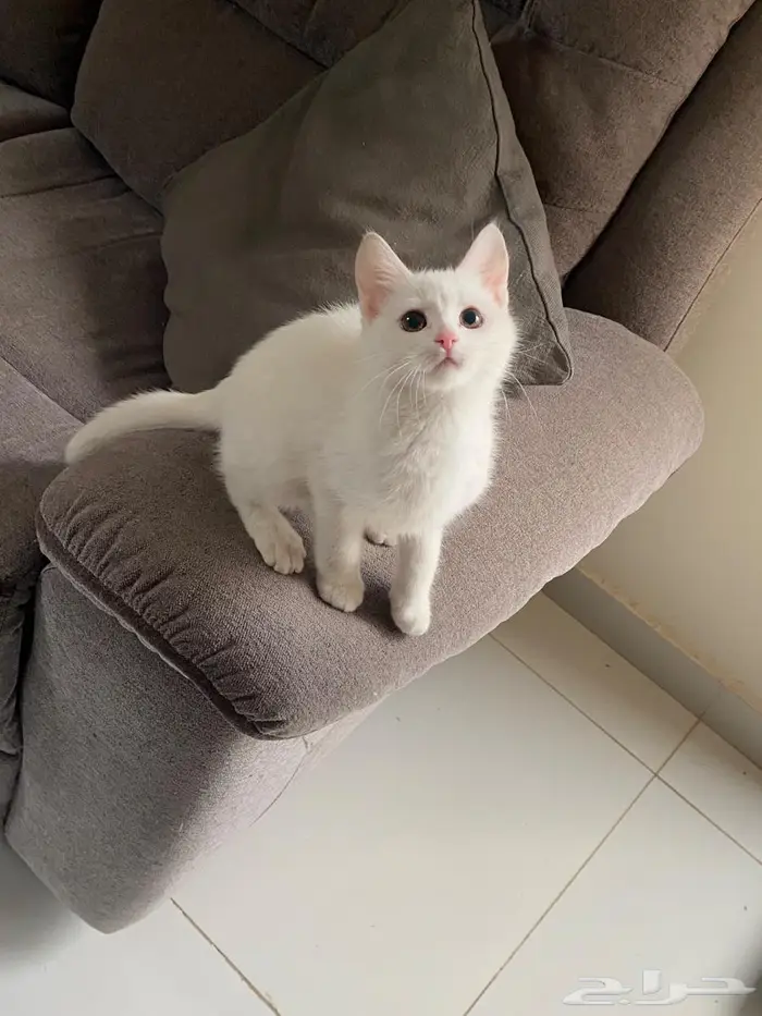 قطط صغيرة 100 ريال 1