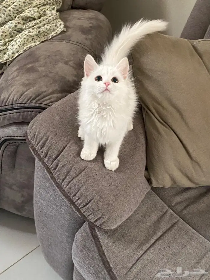 قطط صغيرة 100 ريال 5