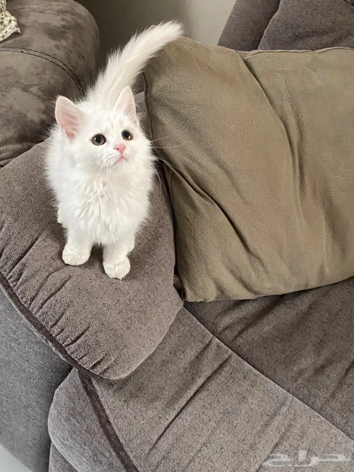 قطط صغيرة 100 ريال 4