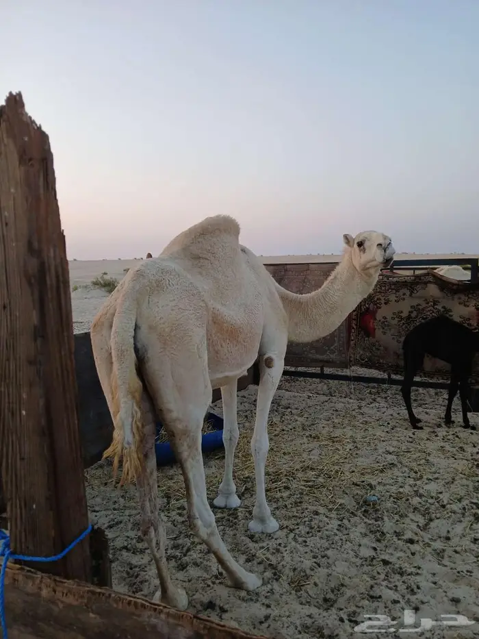 خلفه شقحا منتج للبيع 2