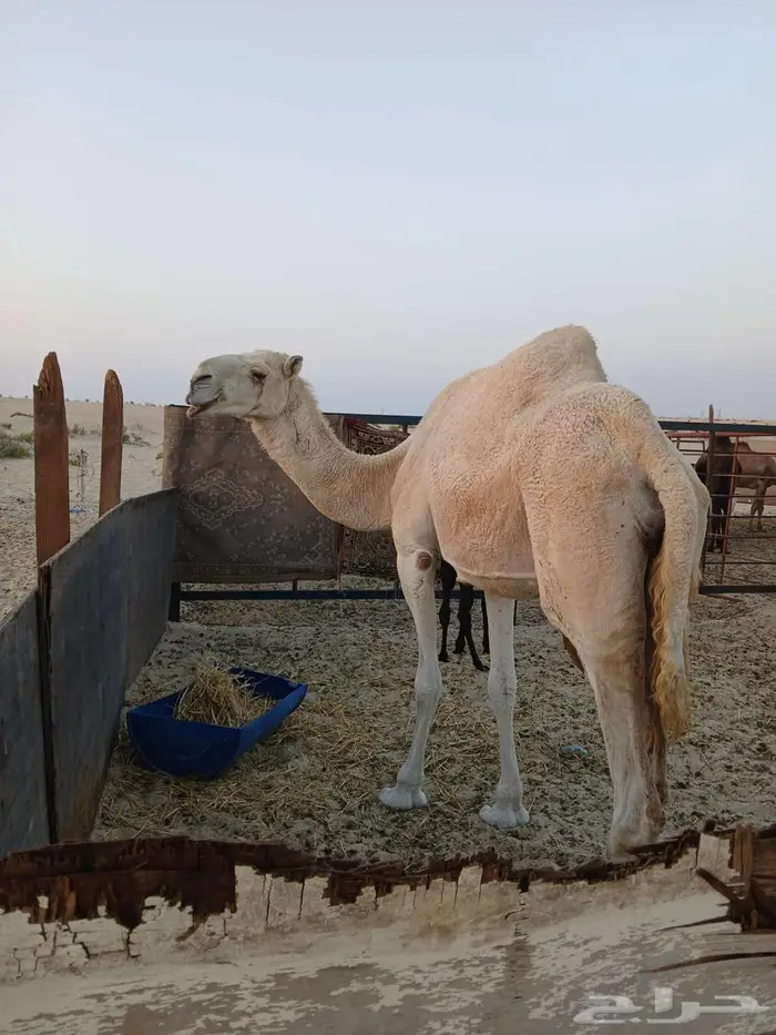 خلفه شقحا منتج للبيع 1