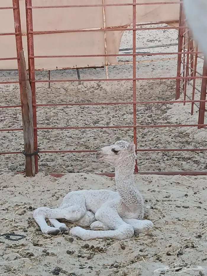 خلفه شقحا منتج للبيع 0