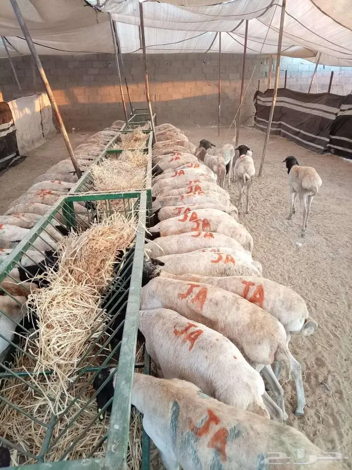 وصل الزين الفاخر برابر جذعان و ثنيان 0