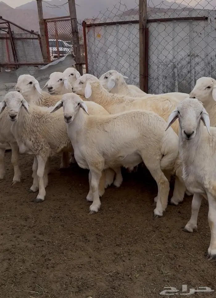 ذبايح طليان حري سواكن مع الذبح والتوصيل 0