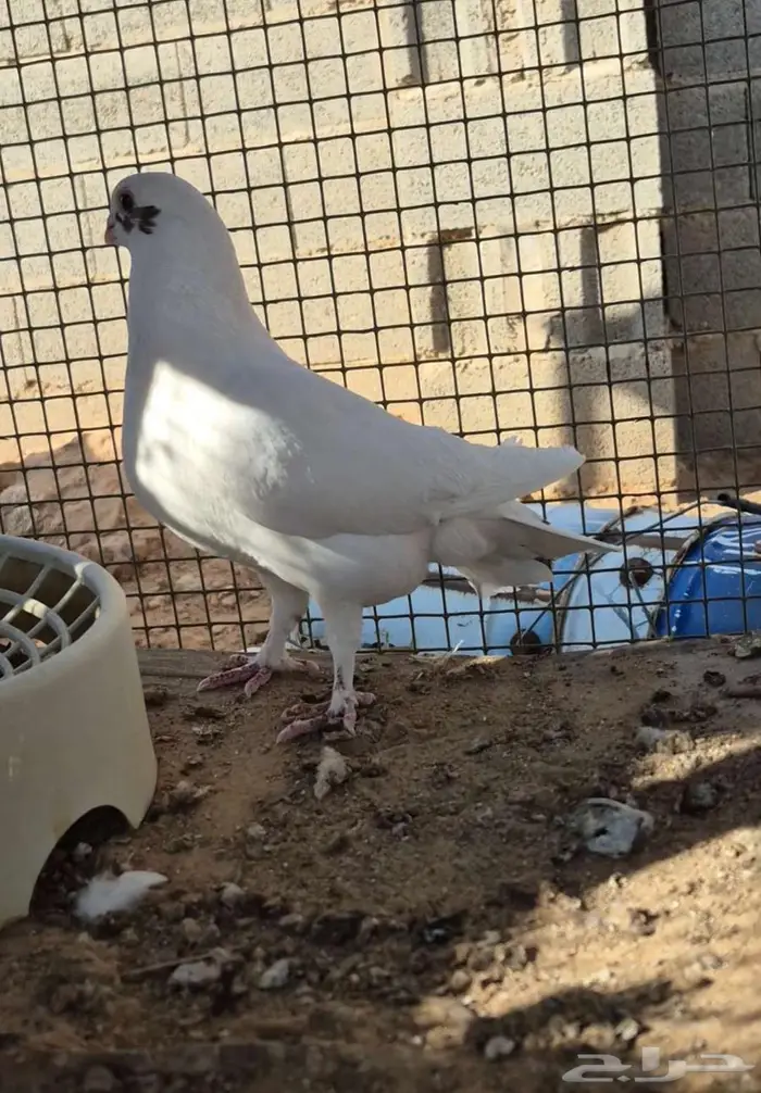 للبيع حمام شامي 1