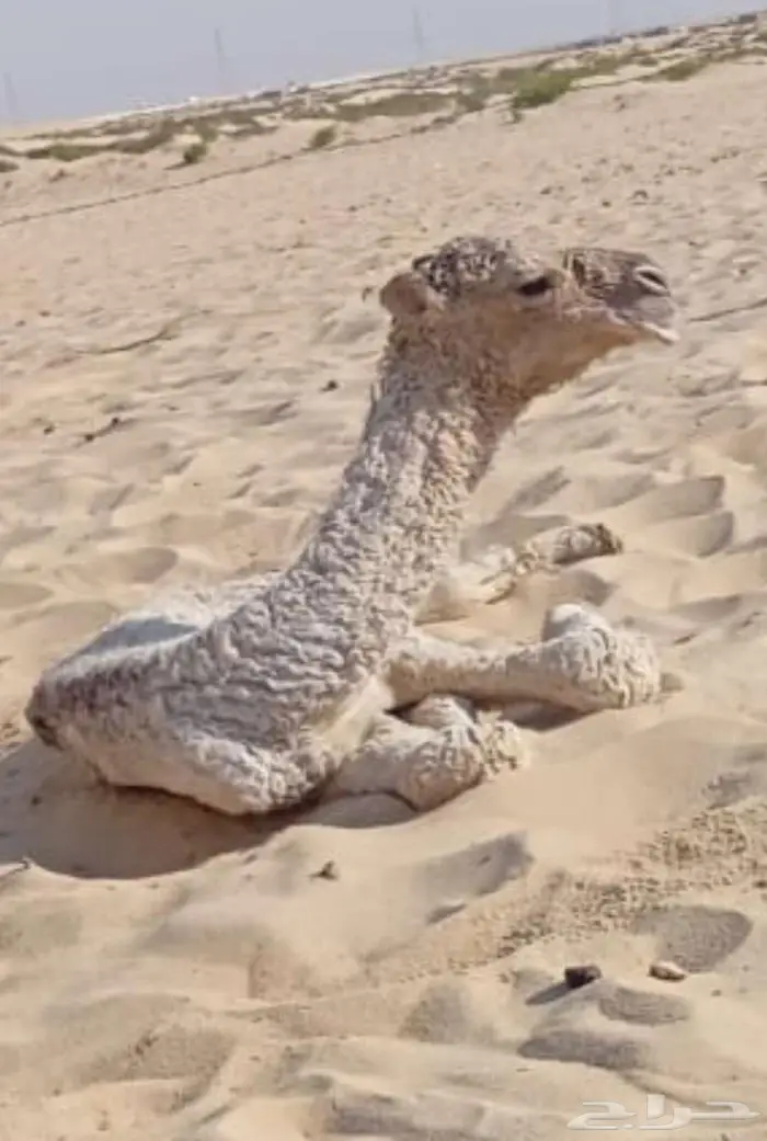 خلفه شقحا منتج للبيع 3