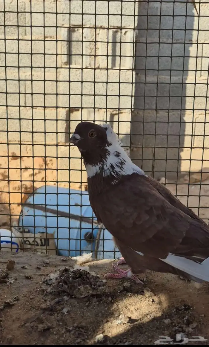 للبيع حمام شامي 3