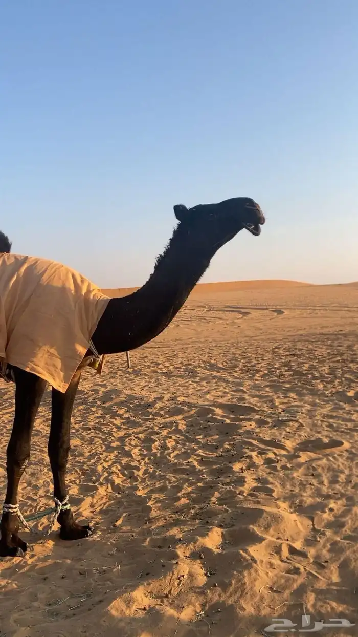 قعود مجهم طيب 0