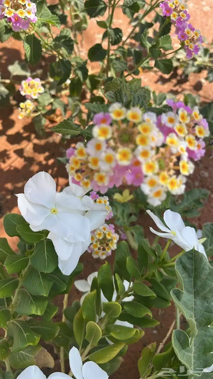 زراعه وحدائق 1