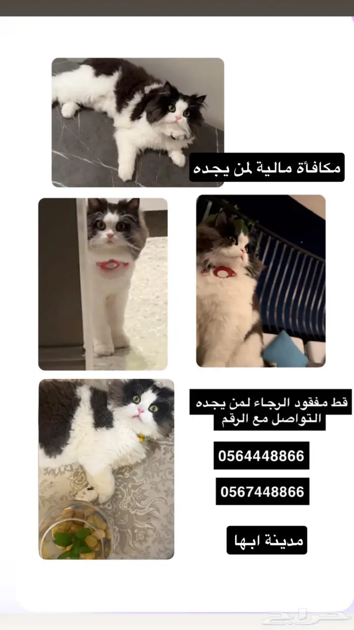 قط مفقود مكافأة ماليه لمن يجده 0