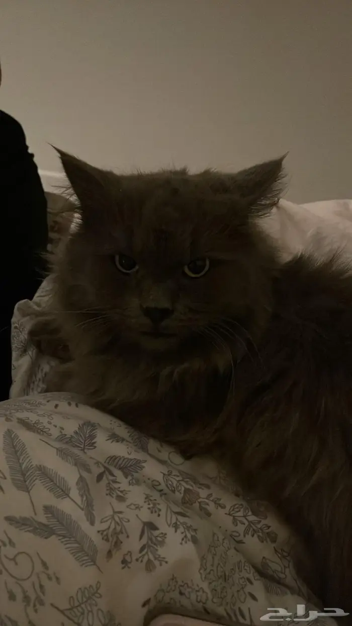 قط ضايع ف العقيق 2