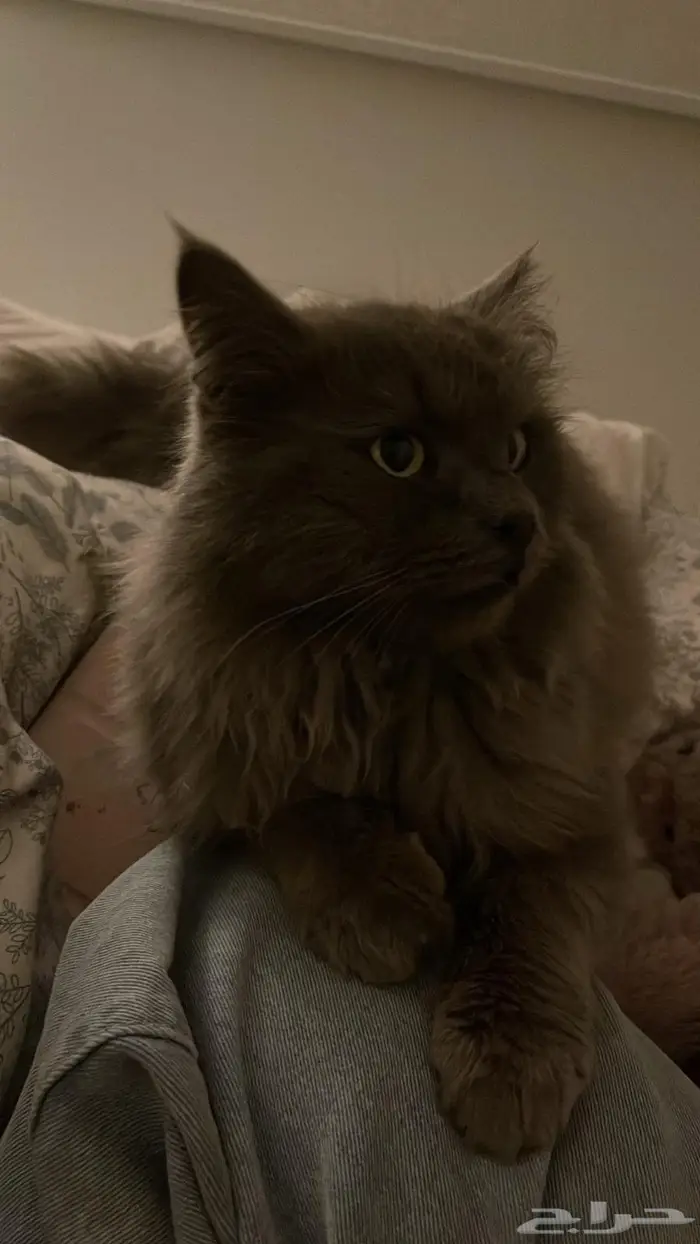 قط ضايع ف العقيق 0