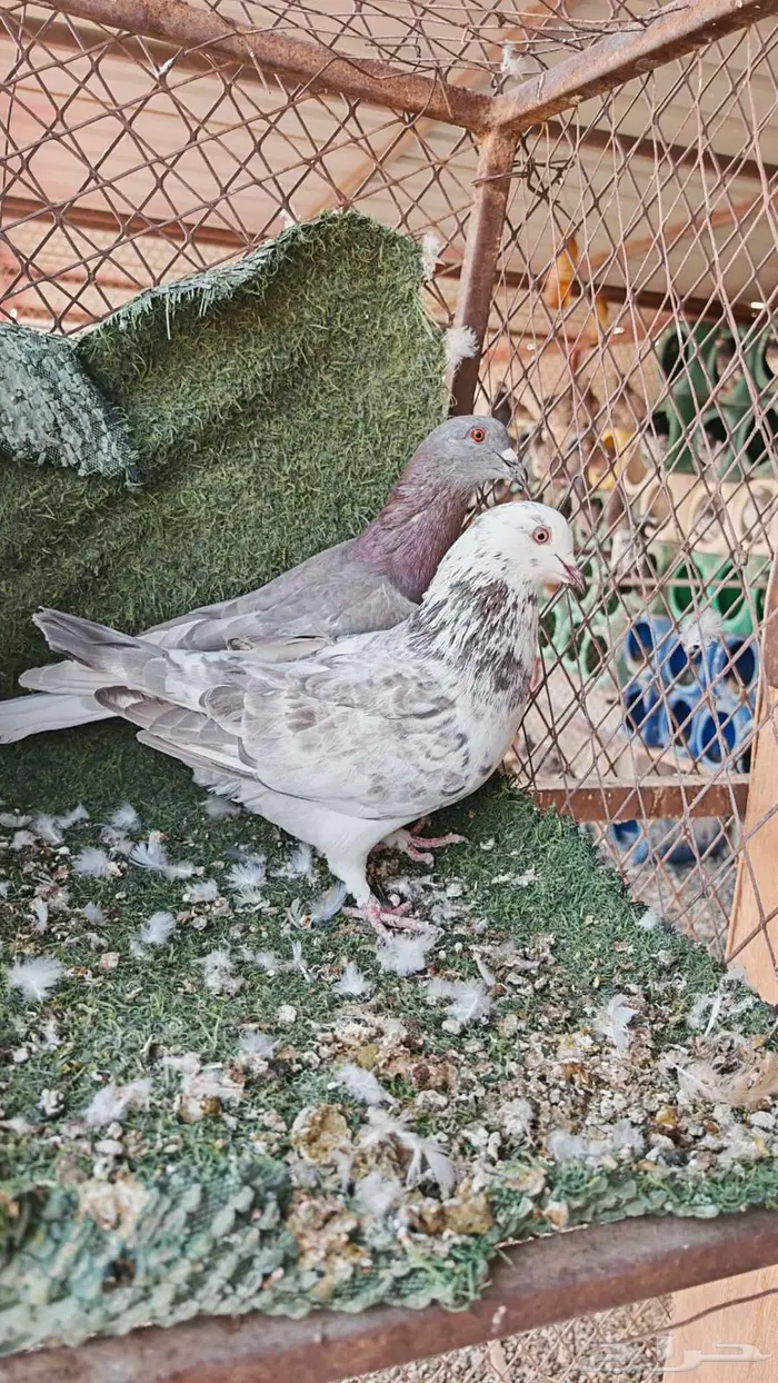 جوز مصري توه مجوز 0