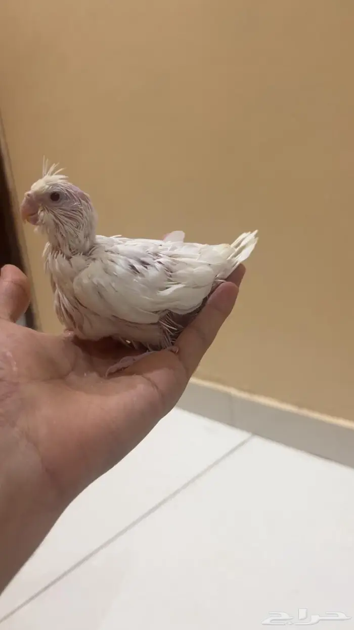 فروخ كروان الوان مميزه واحجام جامبو 2