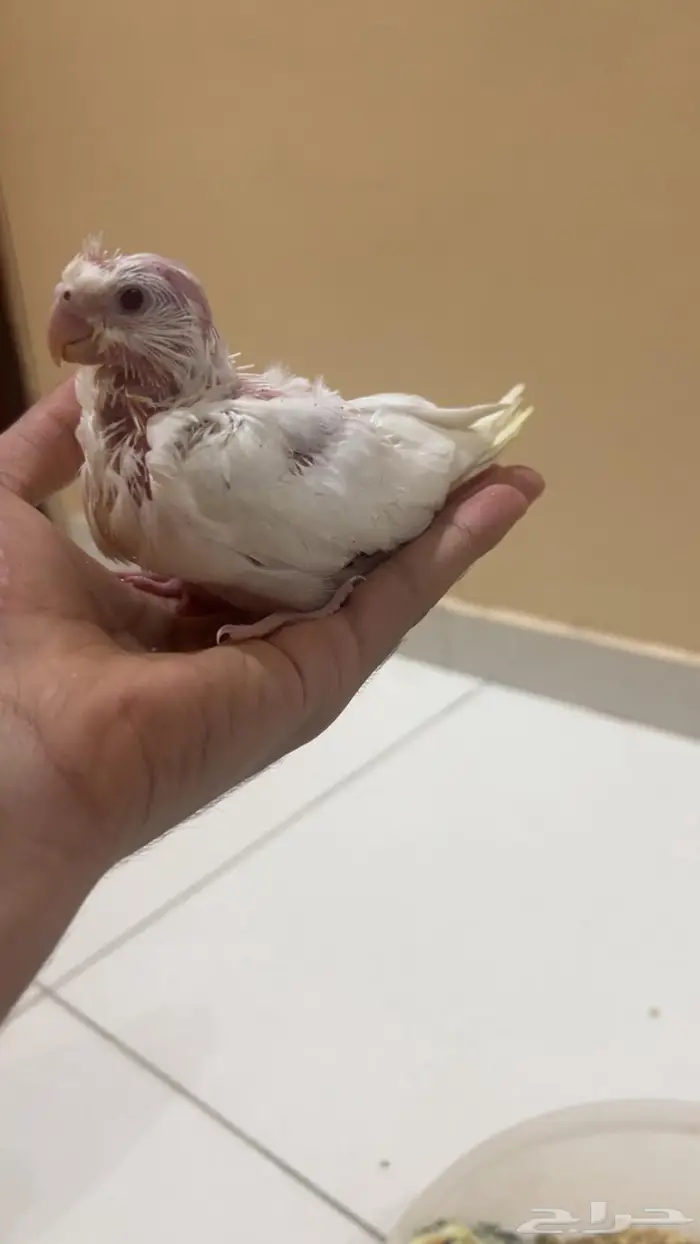 فروخ كروان الوان مميزه واحجام جامبو 3