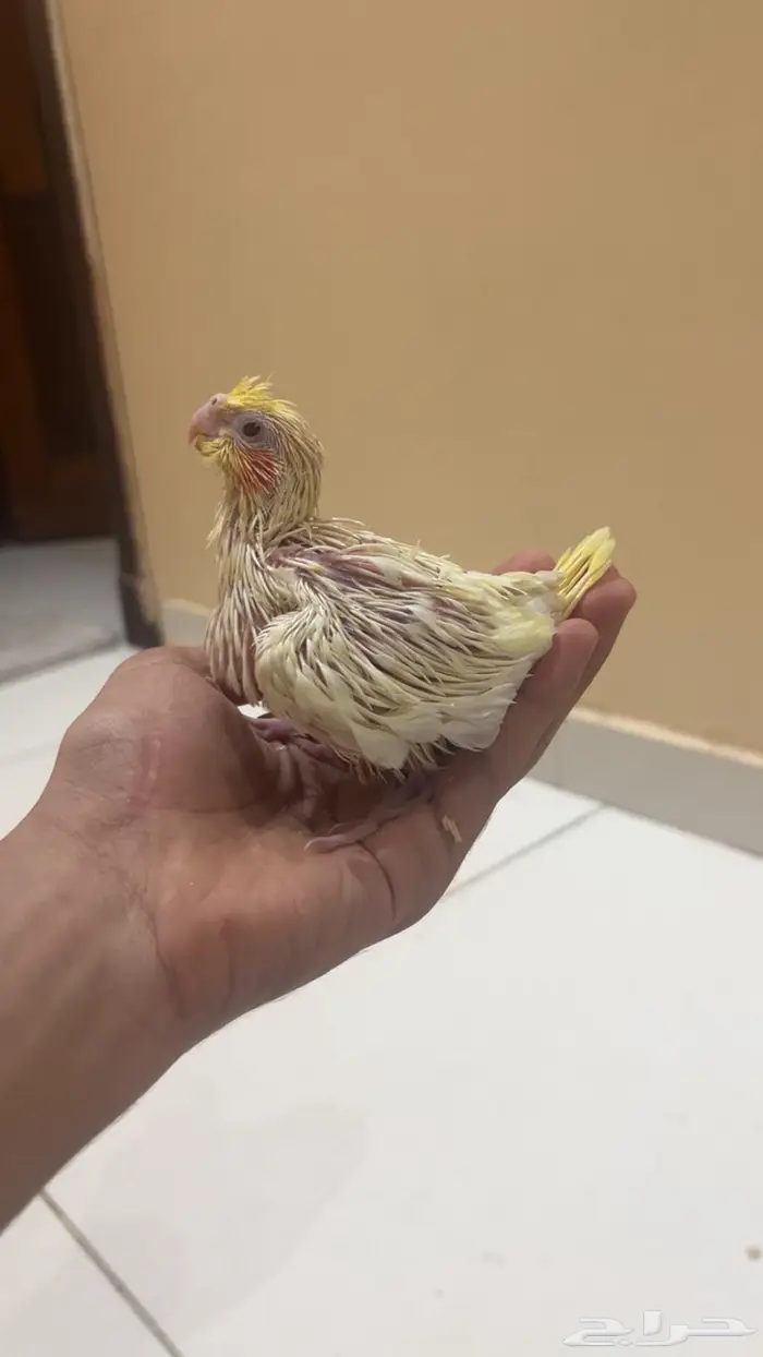 فروخ كروان الوان مميزه واحجام جامبو 1