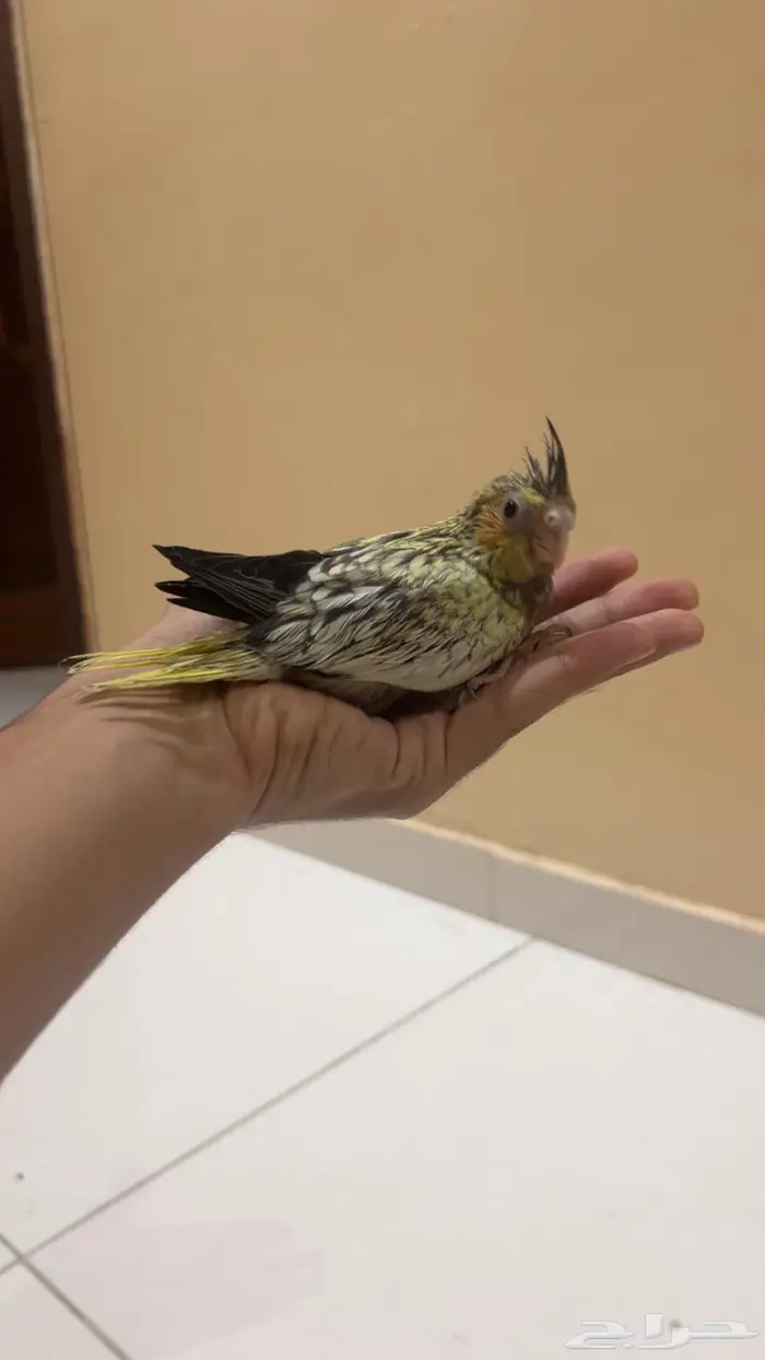 فروخ كروان الوان مميزه واحجام جامبو 6