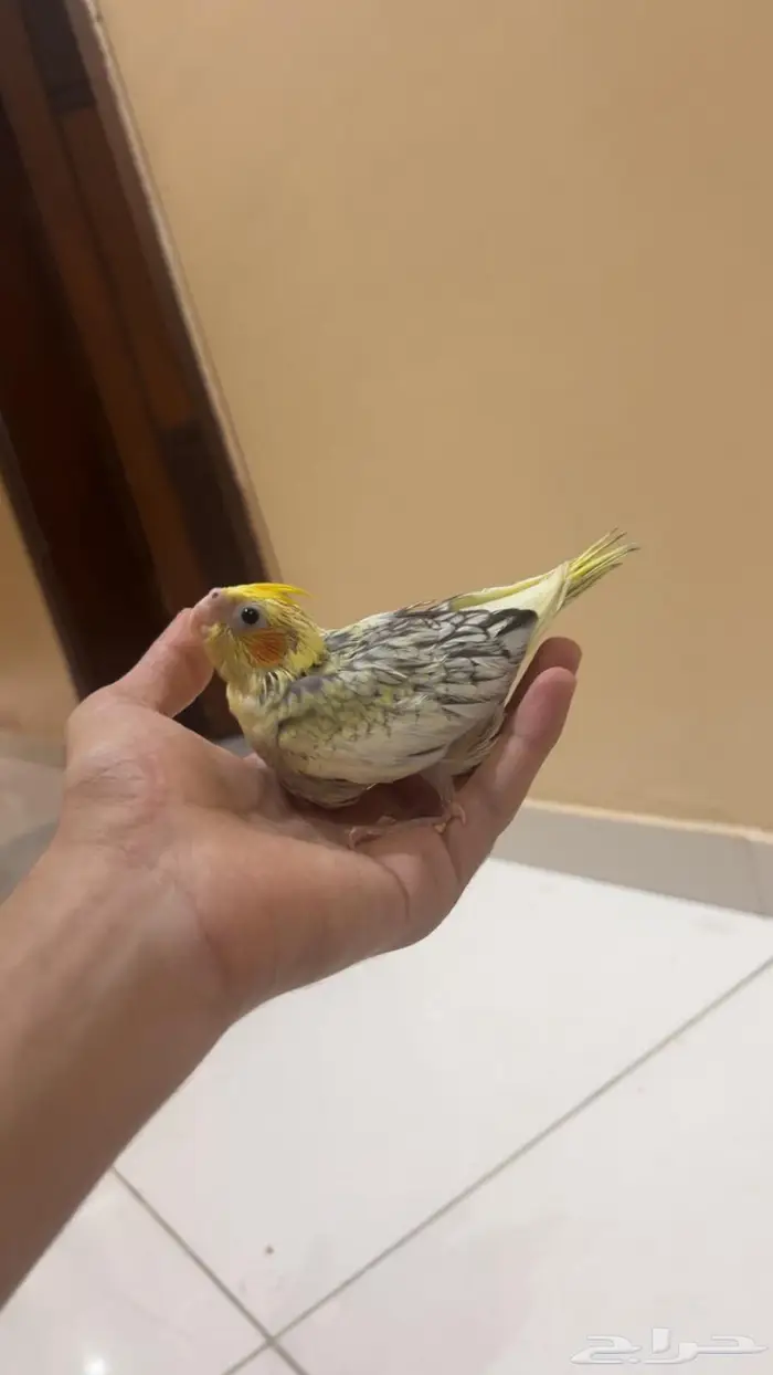 فروخ كروان الوان مميزه واحجام جامبو 7