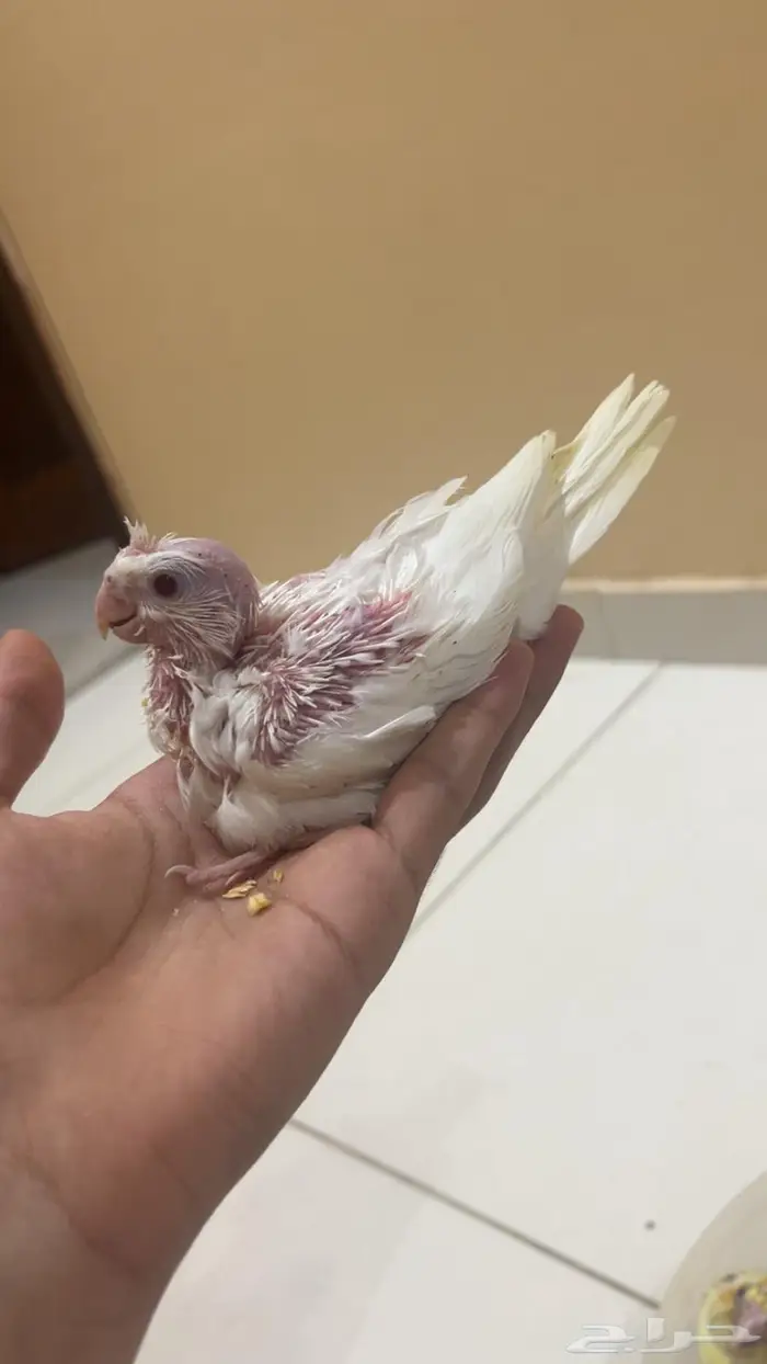 فروخ كروان الوان مميزه واحجام جامبو 4