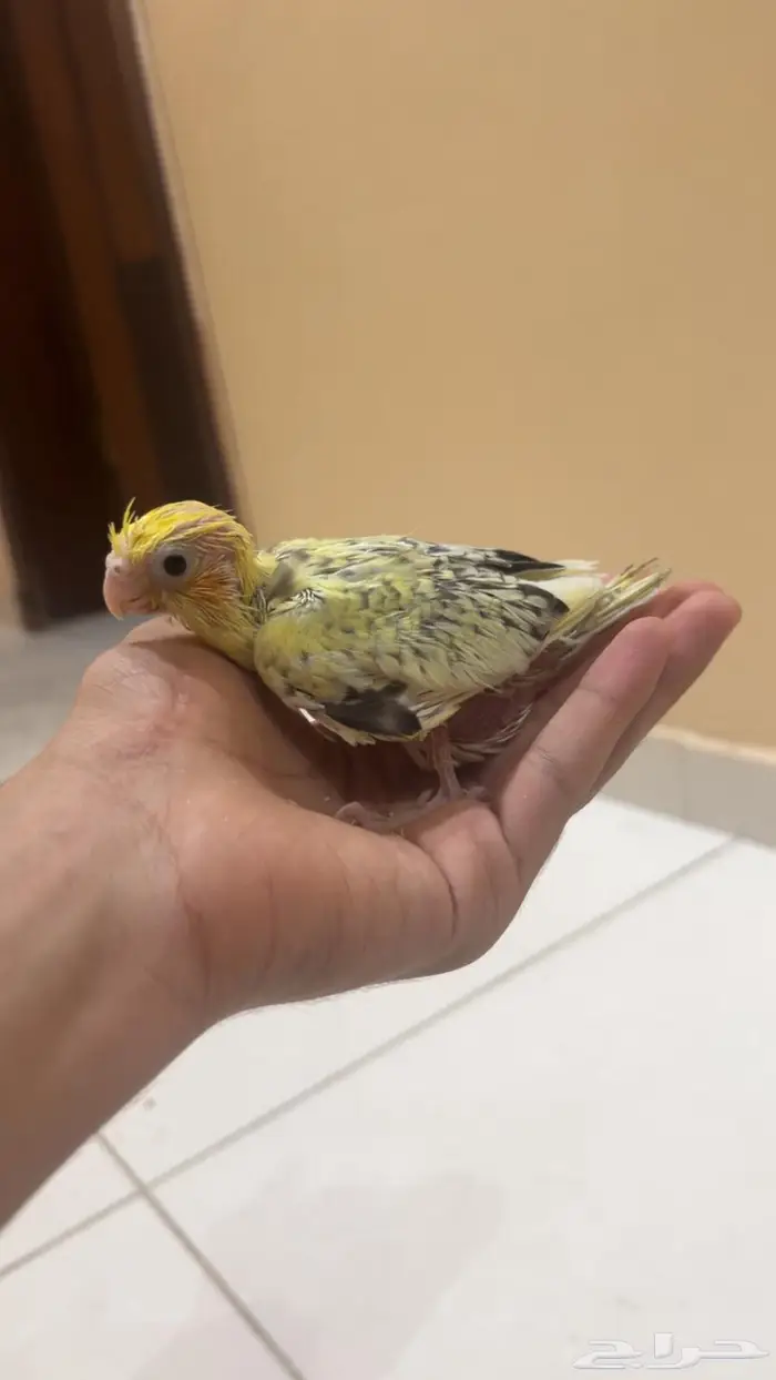 فروخ كروان الوان مميزه واحجام جامبو 5