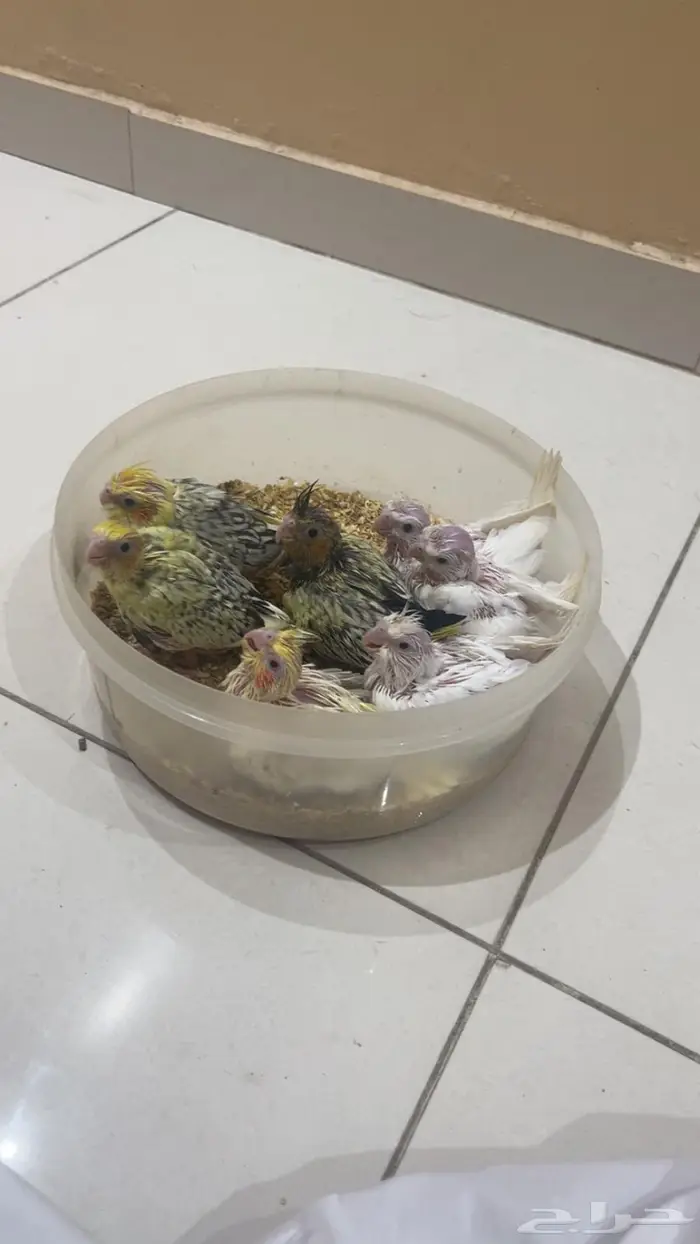 فروخ كروان الوان مميزه واحجام جامبو 0