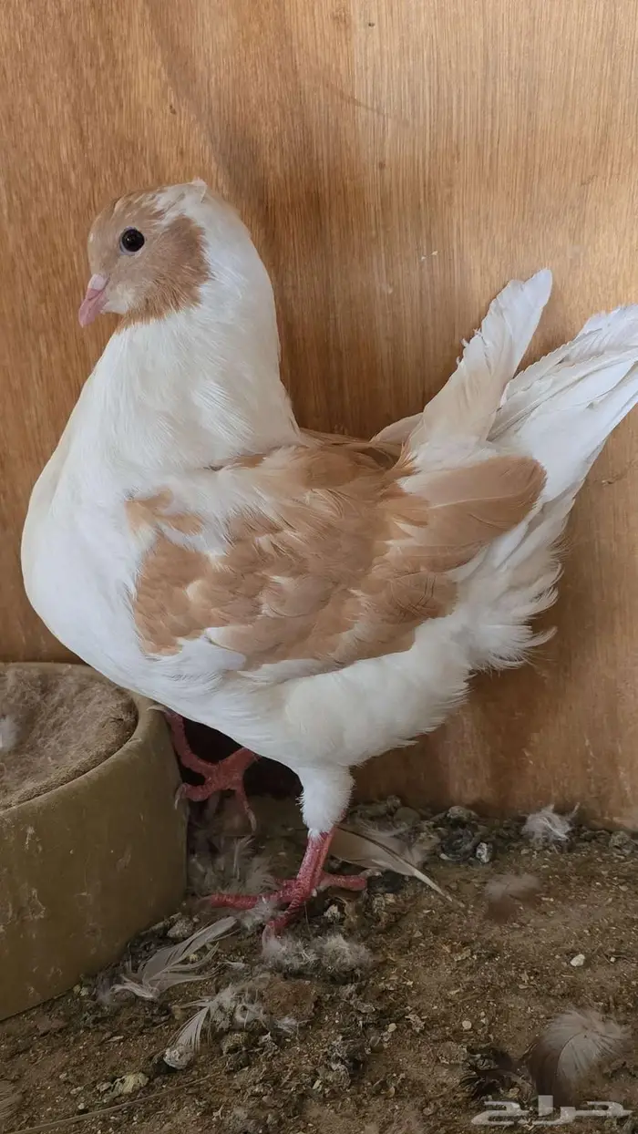 كنق مودينا العدد 10 0