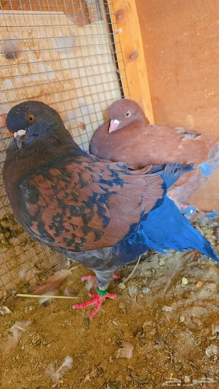 كنق مودينا العدد 10 9