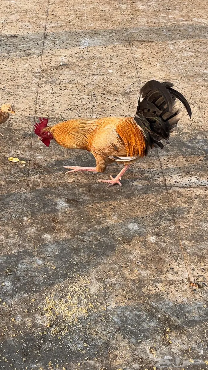 دجاج 3