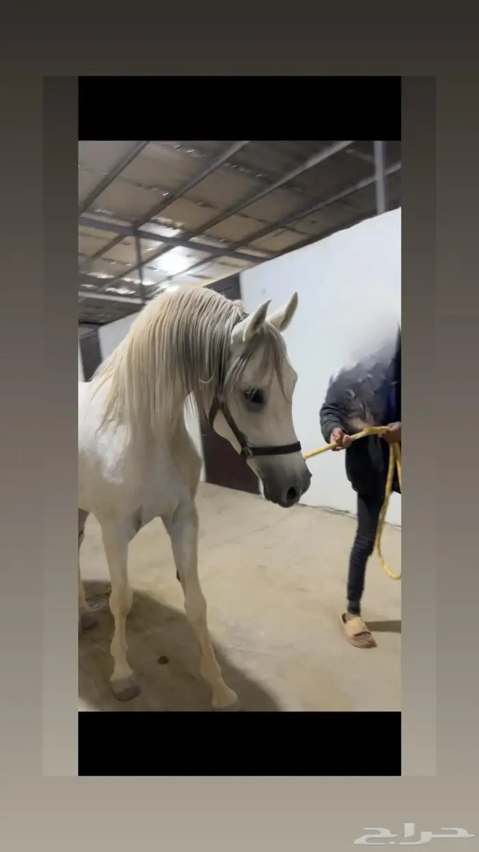 حصان واهو للبيع 4