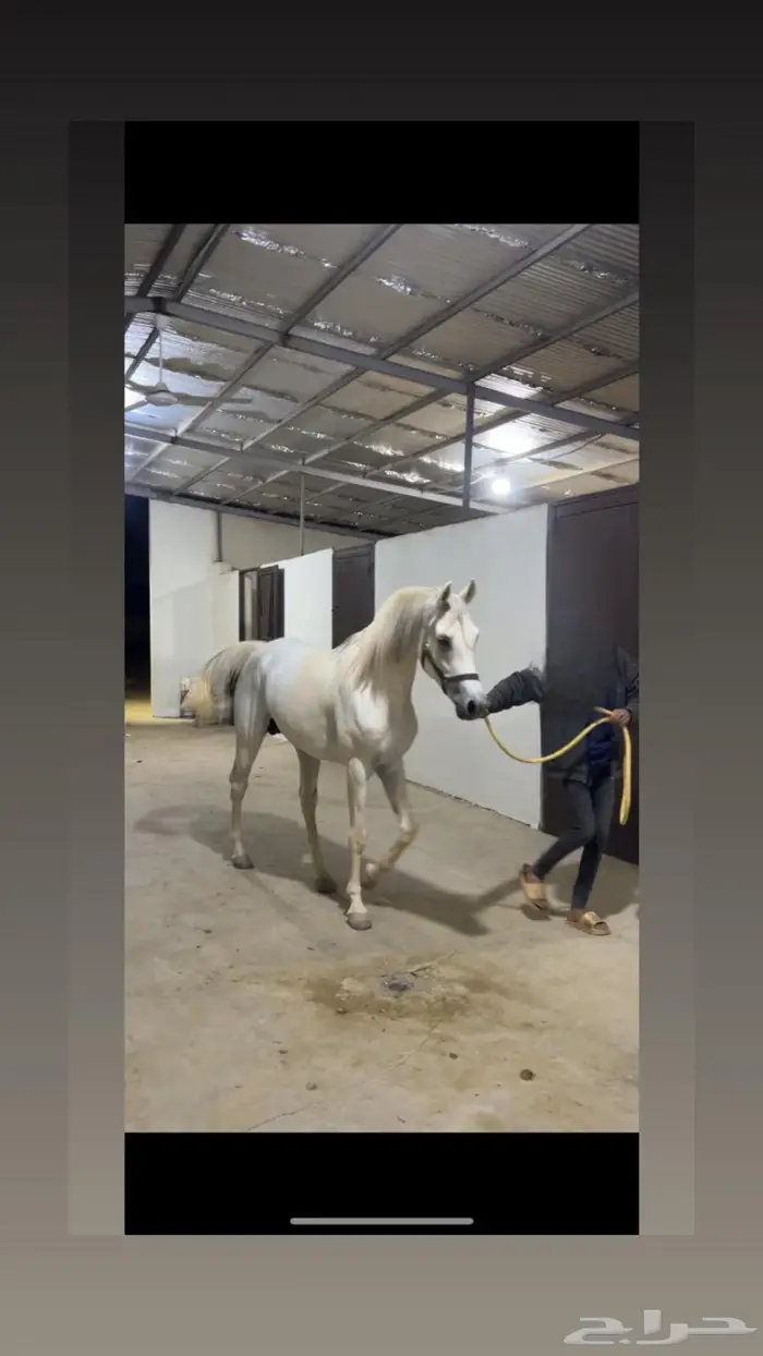 حصان واهو للبيع 3