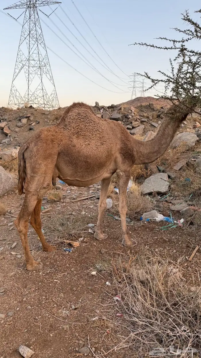 ناقة ملاقي البيع علي السوم 0