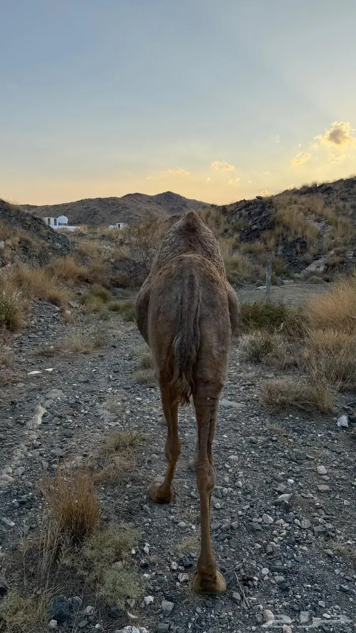 ناقة ملاقي البيع علي السوم 1