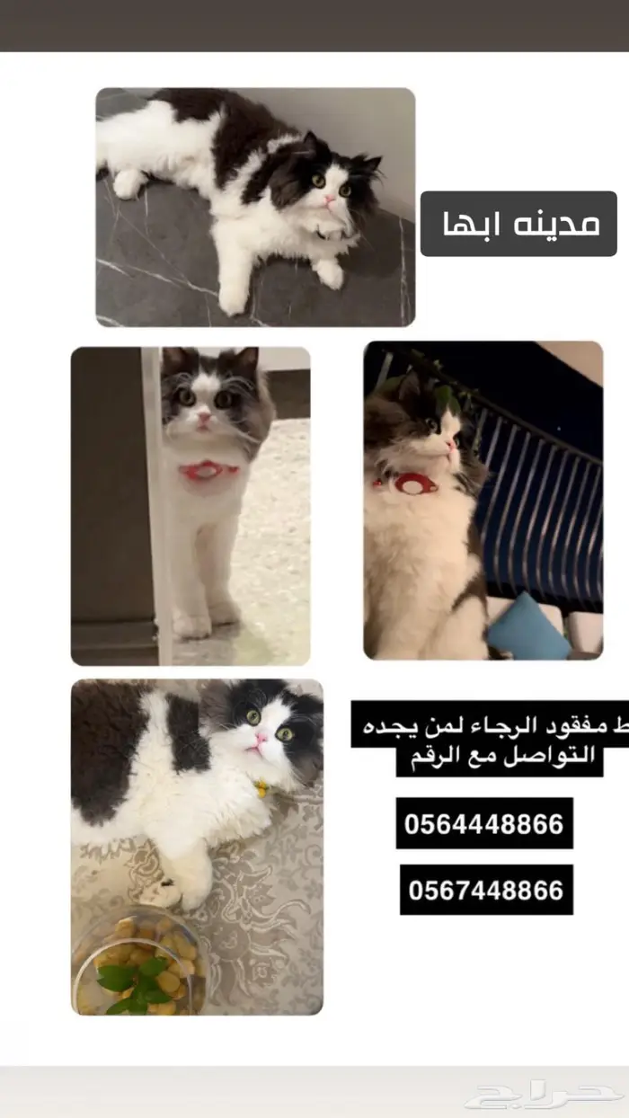اعلان_قطك_المفقود 0