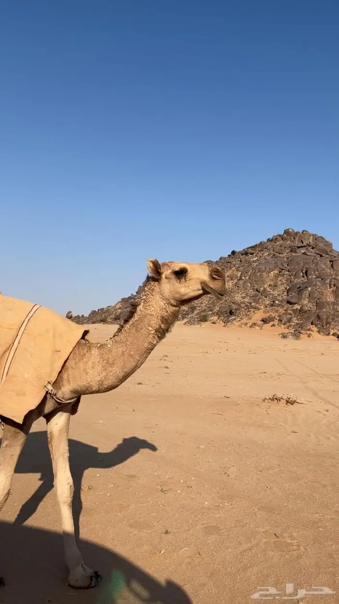 بكره شقحا مزيونه رمانيه 2