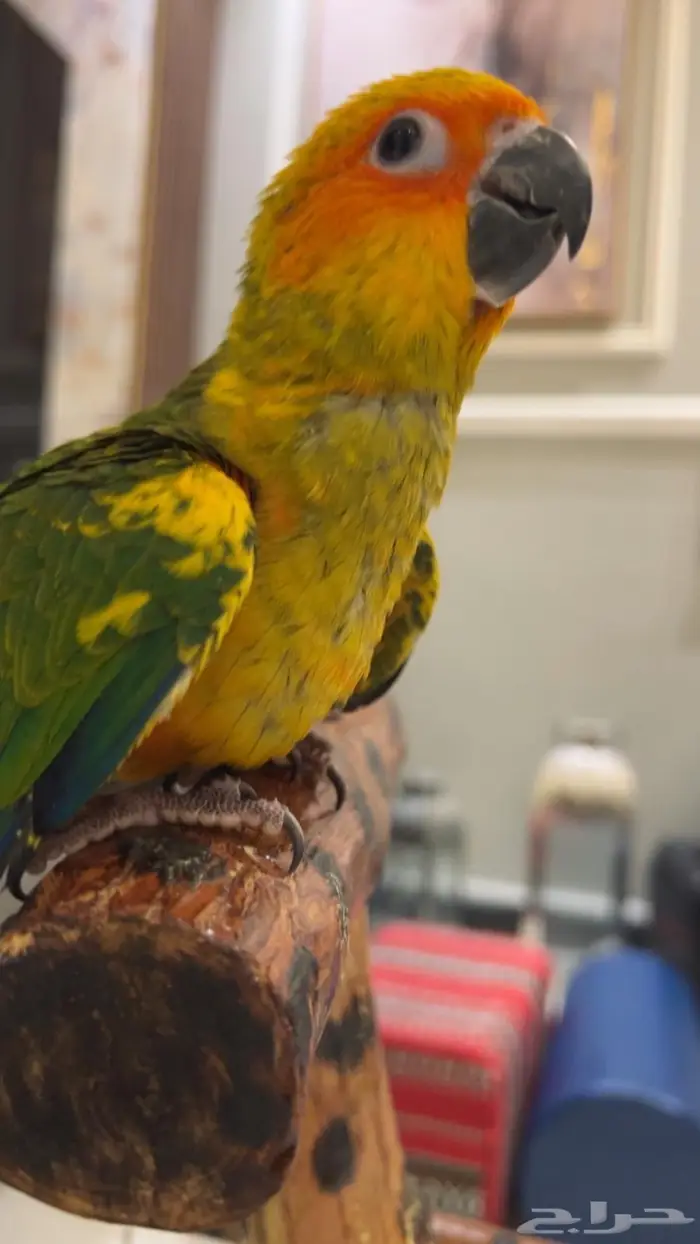 فرخ صن كنيور شمسي صافي هدد داخلي 0