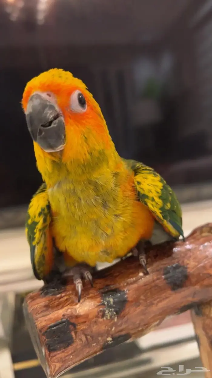 فرخ صن كنيور شمسي صافي هدد داخلي 1