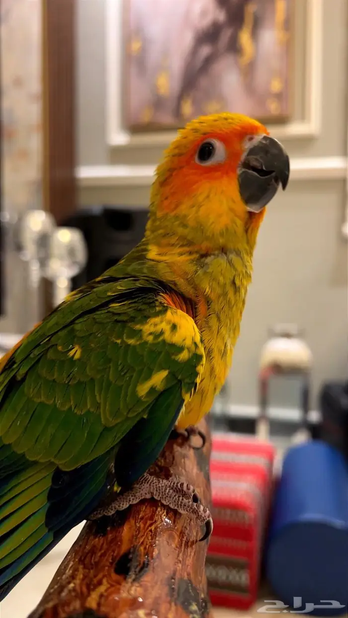 فرخ صن كنيور شمسي صافي هدد داخلي 3