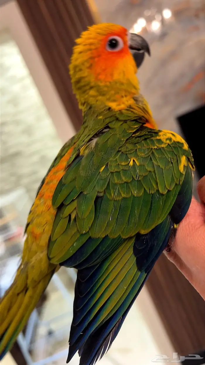 فرخ صن كنيور شمسي صافي هدد داخلي 2