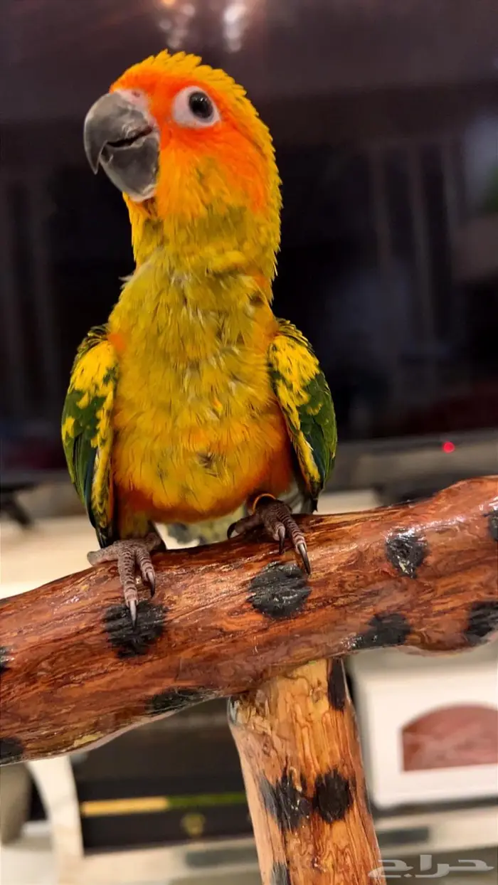 فرخ صن كنيور شمسي صافي هدد داخلي 5