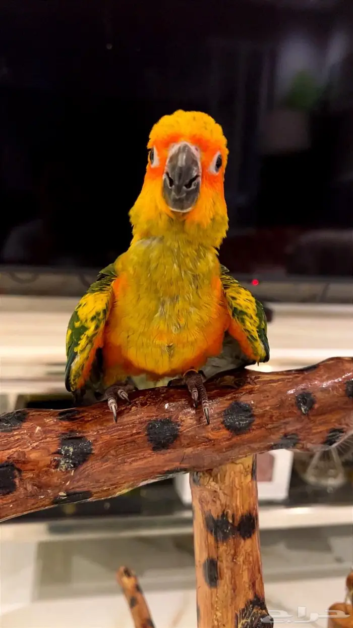 فرخ صن كنيور شمسي صافي هدد داخلي 6